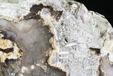 Petrified Wood (Poplar) End-Cut - Vantage, Washington #22981-4